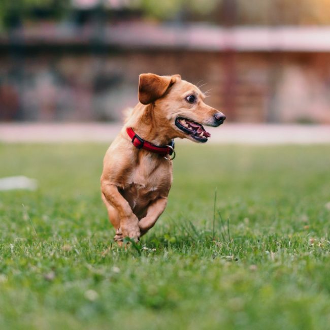 Hooikoorts bij honden