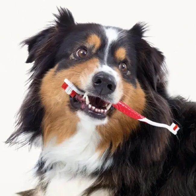 Help, mijn hond stinkt uit zijn bek