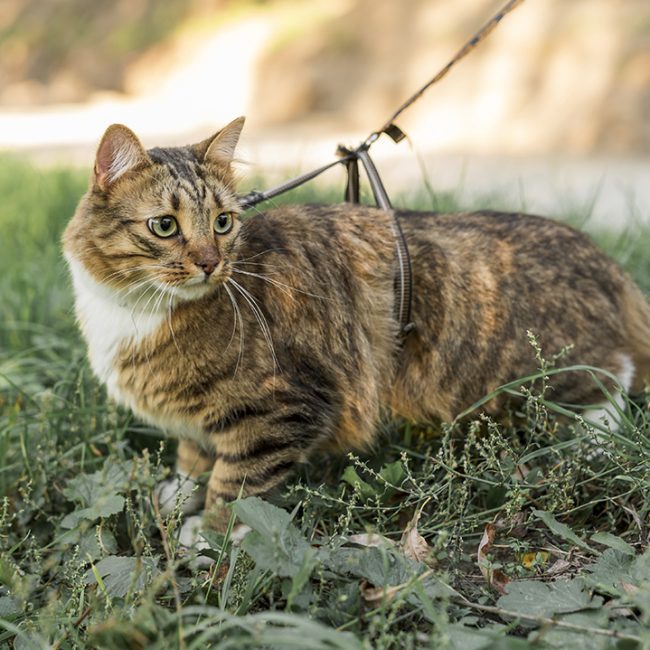Op pad met je kat
