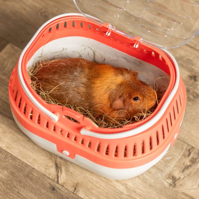 Hoe neem je Harry hamster of Koos konijn mee?