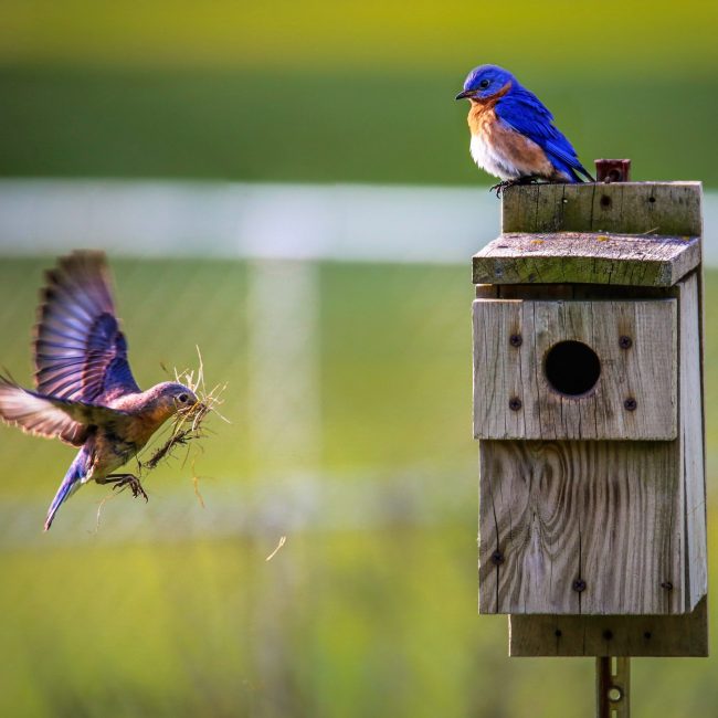 Wat kun je in het voorjaar voor de (buiten)vogels doen?