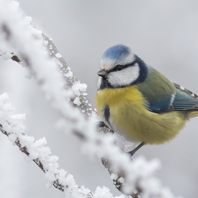 Help de vogels de winter door
