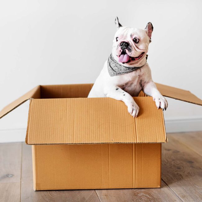 Maak een feestelijke verrassing voor je hond… 