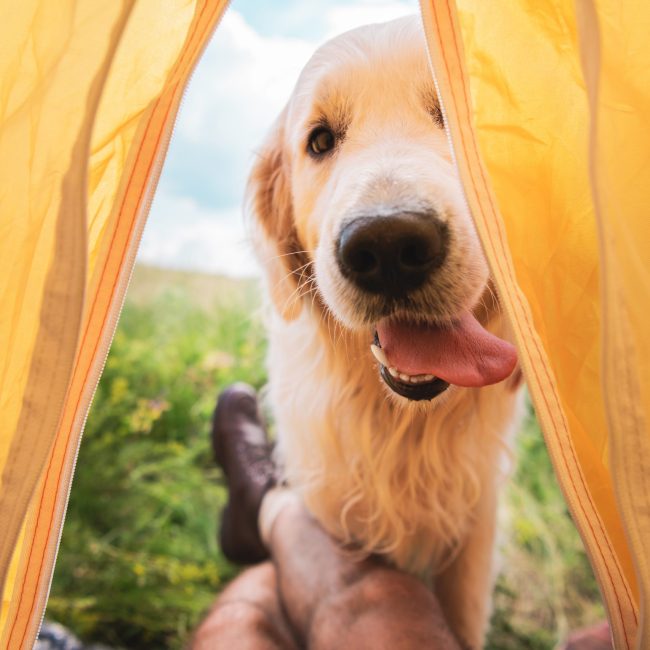 De hond gaat mee op vakantie en neemt mee..