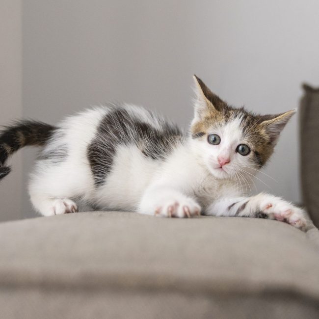 Maak je huis kittenproof