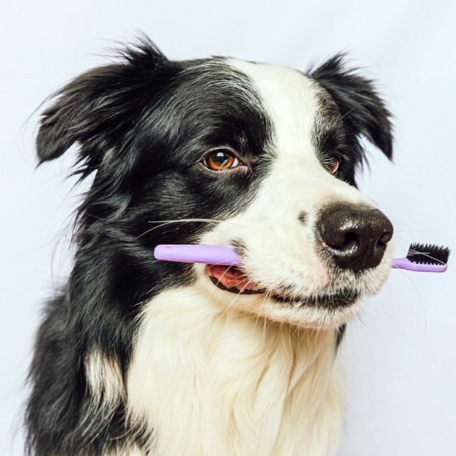 Hou het gebit van je hond gaaf en gezond 