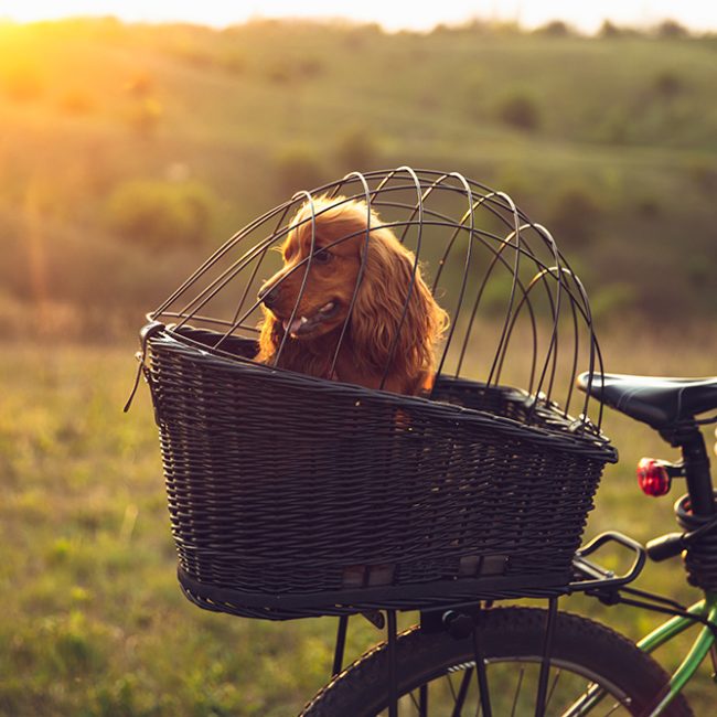 Samen met je hond op de fiets de omgeving verkennen