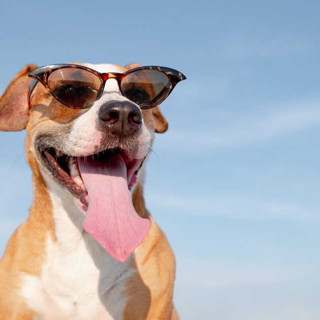 Hoe houdt je hond zijn hoofd koel??