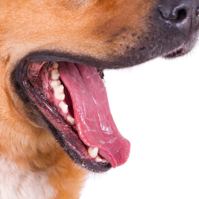 Hoe houd je het gebit van je hond of kat gezond?