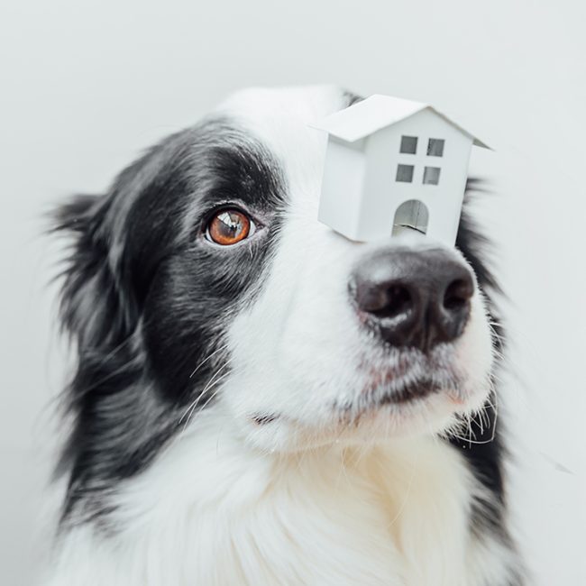 Zo leer je een hond alleen thuis te blijven