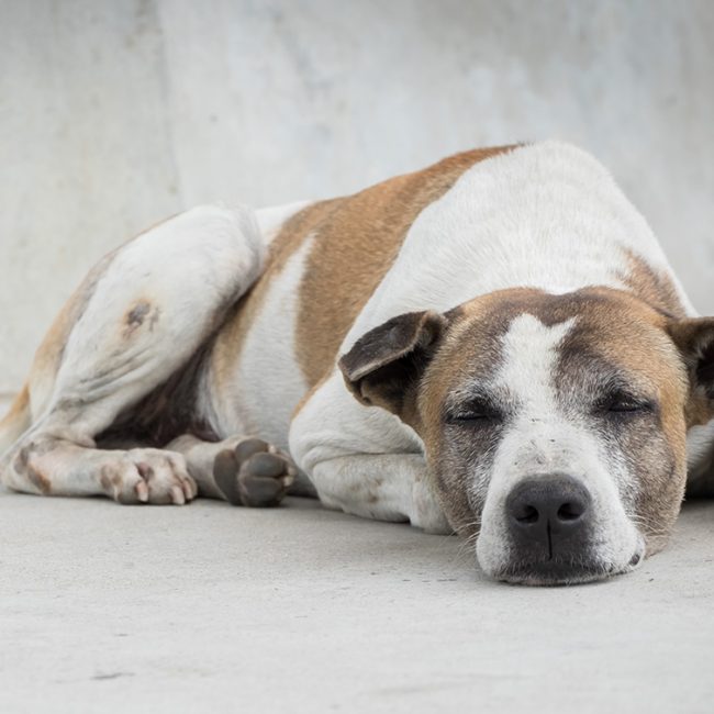 Waarom is het belangrijk seniorvoeding te geven aan een oudere hond?