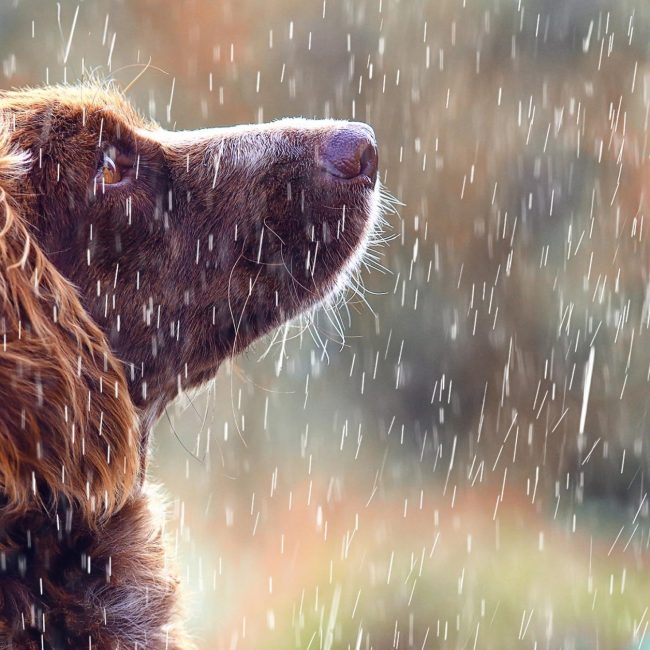 De geur van natte hond..