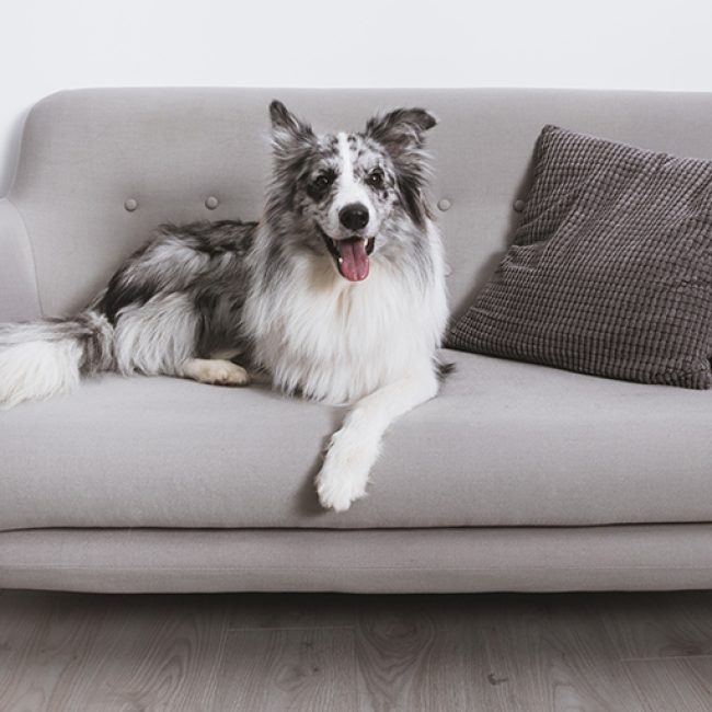 Je hond op de bank, ja of nee?