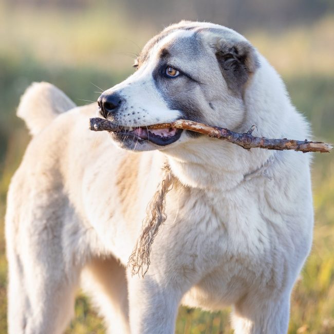 Het spelen met een stok kan gevaarlijk zijn voor je hond…