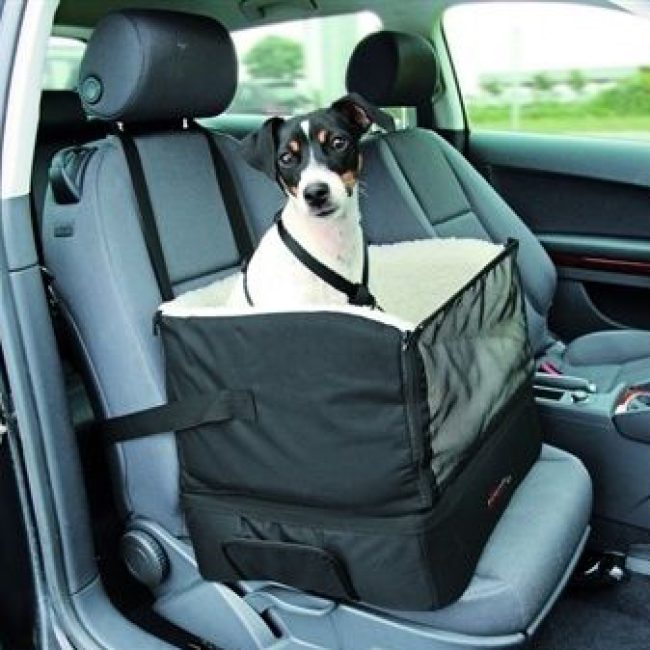 Je hond veilig in de auto