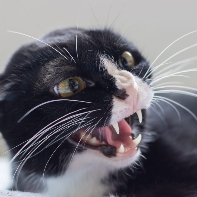 Hoe herken je angst of stress bij je huisdier?