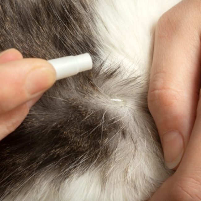 Je kat ontwormen, lukt het jou?