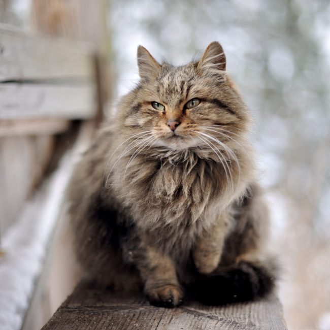 Katten en winterweer