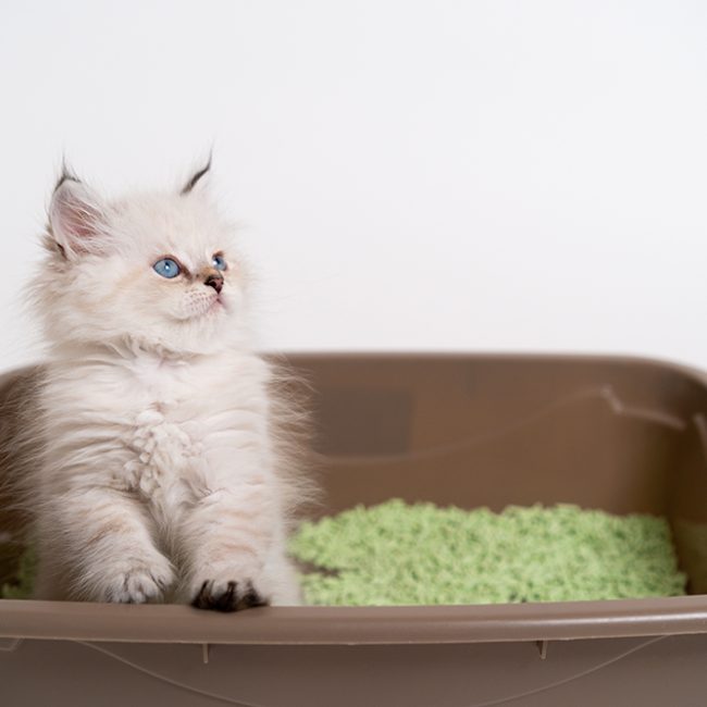 De juiste kattenbak voor ieders gemak