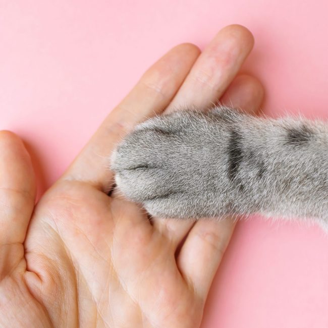 De verzorging van kattennagels 