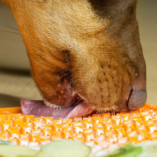 Kadotip voor hond en kat.. een likmat!