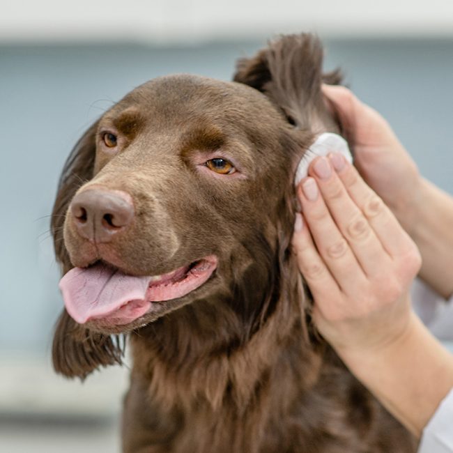 Moet je de oren van je hond schoonmaken?