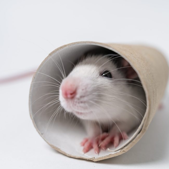 Wat heeft een ratje nodig om gelukkig te zijn?