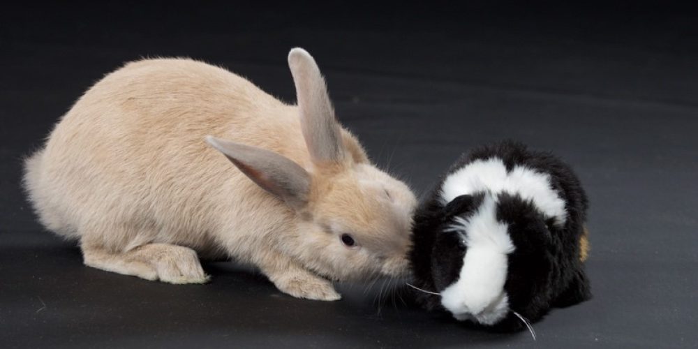 Waarom je konijnen en cavia’s beter niet kunt samenhouden